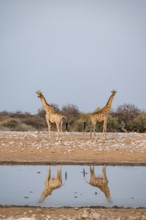 Angola giraffe (Giraffa giraffa angolensis), giraffe at a waterhole, Etosha National Park, Namibia