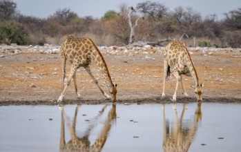 Angola giraffe (Giraffa giraffa angolensis), giraffe drinking at a waterhole, Etosha National Park,