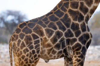 Angola giraffe (Giraffa giraffa angolensis), coat pattern, Etosha National Park, Namibia