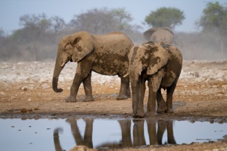 African elephant (Loxodonta africana) drinking at a watering hole, Etosha National Park, Namibia