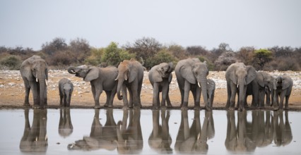 Herd of animals, animal family, African elephant (Loxodonta africana), drinking at a waterhole,