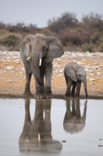 African elephant (Loxodonta africana) drinking at a watering hole, Etosha National Park, Namibia