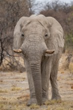 African elephant (Loxodonta africana), Etosha National Park, Namibia