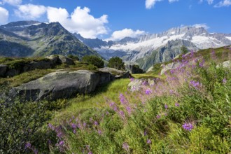Pink springwort, picturesque mountain landscape with dammastock and damma glacier, Göscheneralp,
