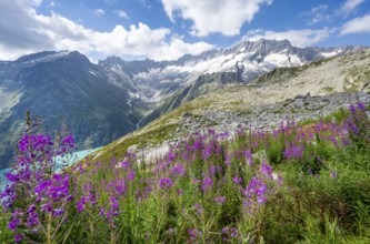 Pink springwort, turquoise-blue mountain lake Göscheneralpsee, picturesque mountain landscape with