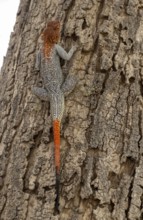 Male Siedleragame (Agama Agama), Epupa, Namibia