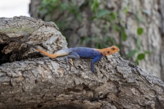 Male red-headed rock Agama (Agama Agama), Epupa, Namibia
