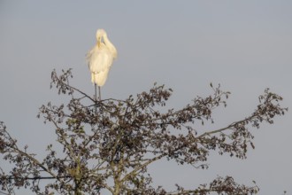 Great Egret (Ardea alba), Emsland, Lower Saxony, Germany