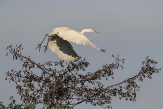 Great Egret (Ardea alba), flying, Emsland, Lower Saxony, Germany