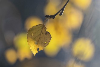 Autumn birch leaf (Betula pendula), Emsland, Lower Saxony, Germany