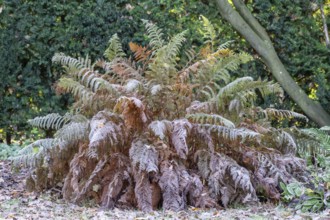 Worm fern (Dryopteris filix-mas), Emsland, Lower Saxony, Germany