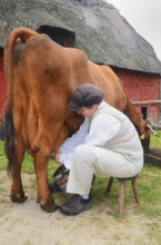 Woman milking a brown cow by hand outdoors in front of a red half-timbered house with thatched roof