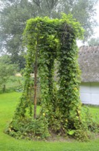 Growing hops in Den gamle by, The old Funen village, open air museum in Odense, Fyn island, Funen,