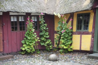 Hollyhocks by the window of a red and yellow half-timbered house with thatched roof and paved