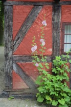 Hollyhocks by the window of a red half-timbered house in Den gamle by, The old Funen village, open