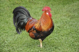 Colorful rooster in Den gamle by, The old Funen village, open air museum in Odense, Fyn island,
