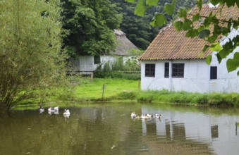 Pond with geese and ducks next to half-timbered house in Den gamle by, The old Funen village, open