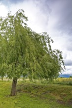 Willow tree on a green meadow under cloudy sky, Peenetal nature park Park, Mecklenburg-Western