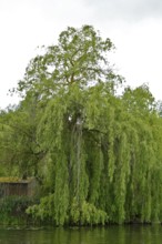 Large pasture on the banks of a calm body of water, lush greenery, Peenetal nature park Park,