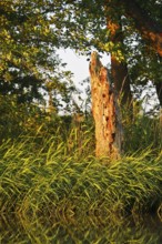 An illuminated tree stump surrounded by thick bushes at sunset, Peenetal nature park Park,