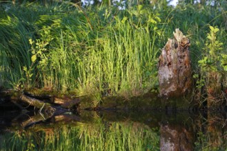 A surrounding tree stump next to water and thick grass, Peenetal nature park Park,