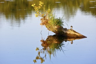 A tree stump with plants and bird reflecting in calm water, Peenetal nature park Park,