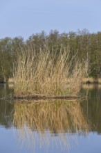 Vertical reeds in a lake reflected in the water, Peenetal nature park Park, Mecklenburg-Western