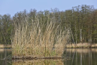 Reeds in a quiet lake with wooded background under clear sky, Peenetal nature park Park,