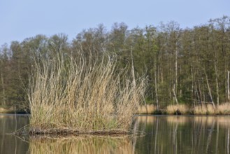 A sunny day with reeds reflecting in the calm lake, Peenetal nature park Park, Mecklenburg-Western