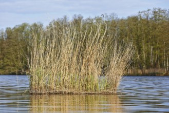 Reeds in the foreground of a lake against a wooded background, Peenetal nature park Park,