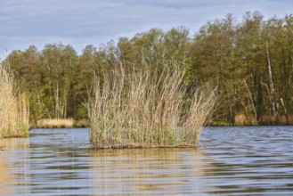 Tall grasses grow from calm water surrounded by a forest, Peenetal nature park Park,