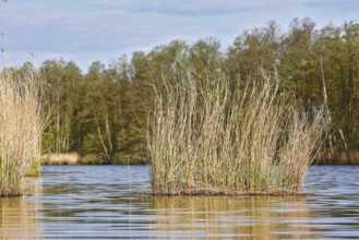 Reeds grow from a quiet lake surrounded by wooded landscape, Peenetal nature park Park,
