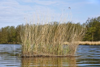 Reeds rising from the calm water of a lake under a blue sky, Peenetal nature park Park,