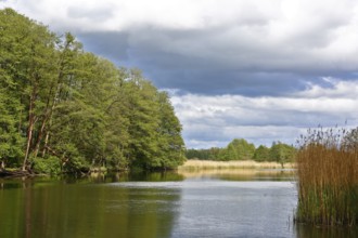 A calm river between wooded banks under dramatic skies, Peenetal nature park Park,