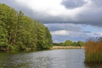 River through wooded landscape under dramatic cloudy sky, Peenetal nature park Park,