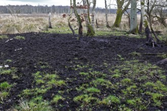 A muddy, grassy area with trees in the background, Peenetal nature park Park, Mecklenburg-Western