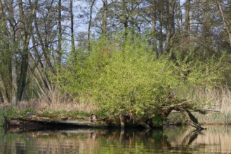 A tree trunk with young leaves in water against a forest background, Peenetal nature park Park,