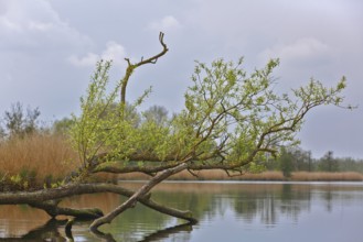A tree with fresh leaves above water under cloudy sky, Peenetal nature park Park,