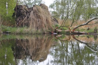 Fallen tree and grass reflected in water, Peenetal nature park Park, Mecklenburg-Western Pomerania,