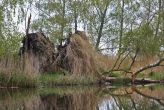 Fallen trees with grass reflected in water, surrounded by forest, Peenetal nature park Park,