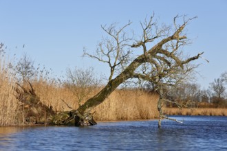 Crooked tree over calm water against blue sky and reeds, Peenetal nature park Park,