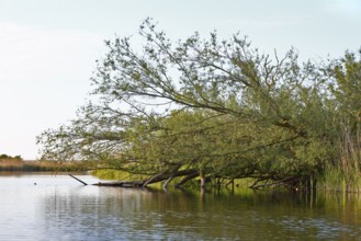 Strong tree leaning over calm water under bright skies, Peenetal nature park Park,