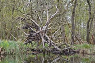 Branched root system of a fallen tree above water, Peenetal nature park Park, Mecklenburg-Western