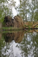Dense tree reflection in water, natural environment, Peenetal nature park Park, Mecklenburg-Western