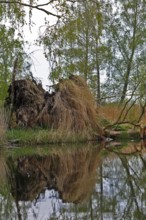 Fallen tree with roots on water, quiet forest environment, Peenetal nature park Park,