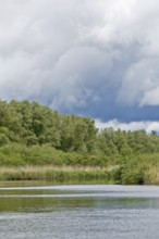 Dense vegetation and a calm river under a grey sky, Peenetal nature park Park, Mecklenburg-Western