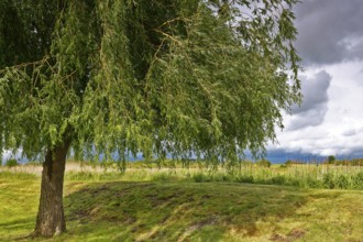 Willow tree next to a rural field landscape under dramatic sky, Peenetal nature park Park,