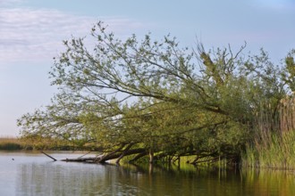 Trees lean across still water surrounded by reeds, Peenetal nature park Park, Mecklenburg-Western