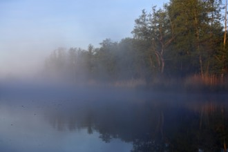 Trees reflected in morning fog on the lake, Peenetal nature park Park, Mecklenburg-Western