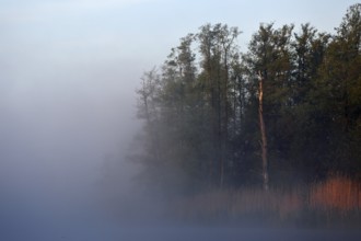 Morning fog sweeps across lakeside trees, Peenetal nature park Park, Mecklenburg-Western Pomerania,